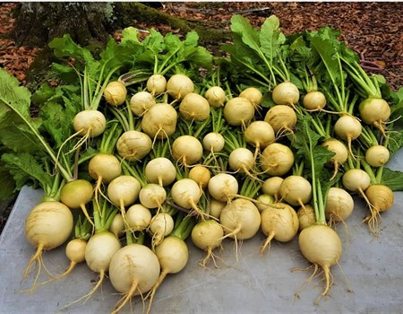 Golden Ball Turnips