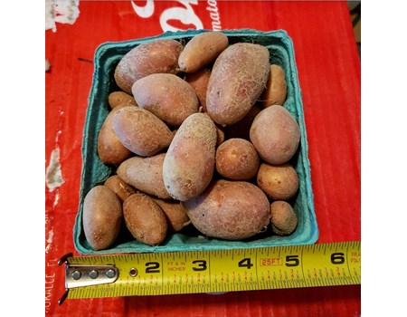 French Fingerling potatoes