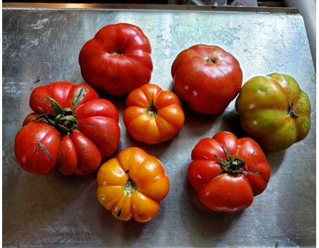 Costoluto Fiorentino tomatoes
